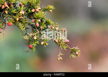 Yew Tree bacche (aril) - solo una parte di un albero di Yew che è commestibile Foto Stock