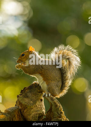 Grigio singolo scoiattolo (Sciurus carolinensis) rovistando nel bosco naturale ambiente di campagna. "Montante, in posa su un tronco di legno"