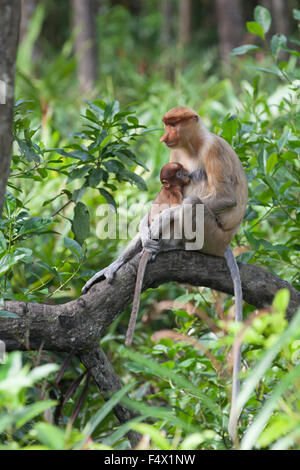 Proboscis madre scimmia che allatta il bambino (Nasalis larvatus) sulla radice dell'albero nella foresta di mangrovie costiere, Sabah, Borneo Foto Stock