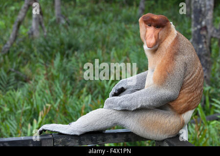 Proboscide di scimmia (Nasalis larvatus) maschio dominante Foto Stock