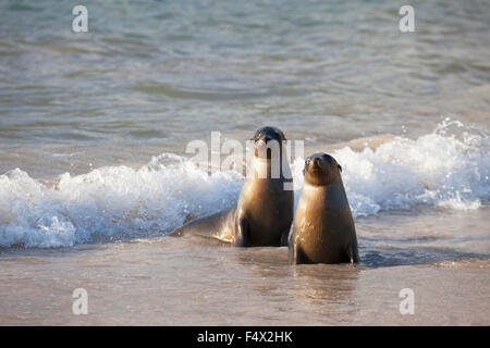 Le Galapagos i leoni di mare (Zalophus wollebaeki) nel surf Foto Stock