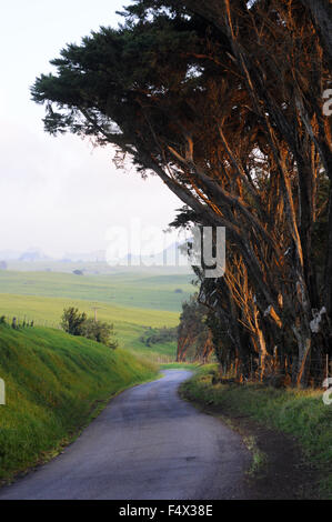 Strada accanto al pascolo del bestiame in uno dei tanti ranch vicino a Waimea. Big Island. Hawaii. Stati Uniti d'America. Il viaggio verso est, la navigazione da il vulcanico Kohala Coast per scoprire il Waimea (chiamato anche Kamuela), il quale è diverso da qualsiasi altro posto sulla isola di Hawaii. Noto come paniolo (Hawaiian cowboy) paese questa zona storica piena di laminazione, verdi pascoli è ancora a casa a bovini, cowboy e ranch. Il Waimea è un luogo dove segni di arresto leggere "Whoa," invece di "Stop". Questa è la home page del ranch Kahua un lavoro di ovini e ranch di bestiame che ti permette di imparare circa il paniolo lifestyle. Foto Stock