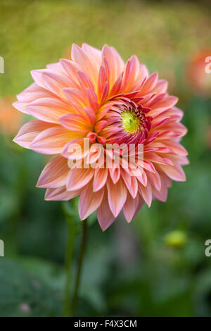 Dahlia Fiore Piante erbacee perenni impianto garden REGNO UNITO Foto Stock