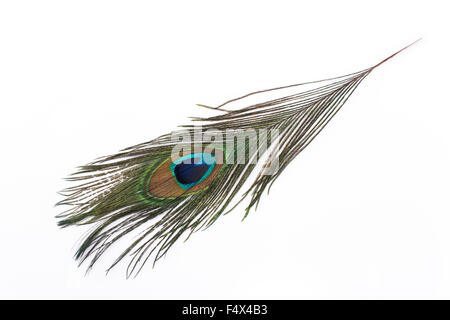 Peacock feather isolato su bianco. Foto Stock