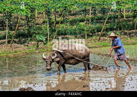 Cinese tradizionale framer usando un bue per arare un campo per la piantagione di Guangxi Zhuang Regione autonoma, aka della provincia di Guangxi Cina Foto Stock