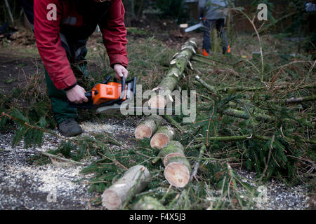 Un abete è elaborata a una foresta con una sega a nastro per legna da ardere Foto Stock