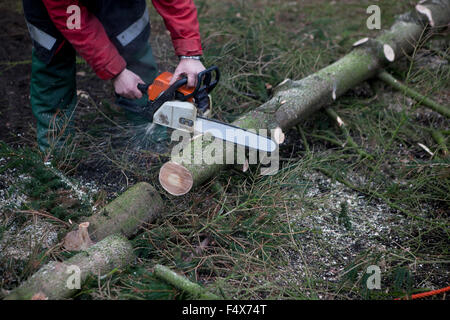 Un abete è elaborata a una foresta con una sega a nastro per legna da ardere Foto Stock