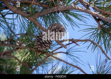 Pitch pine (Pinus rigida) coni e aghi sui rami. Foto Stock