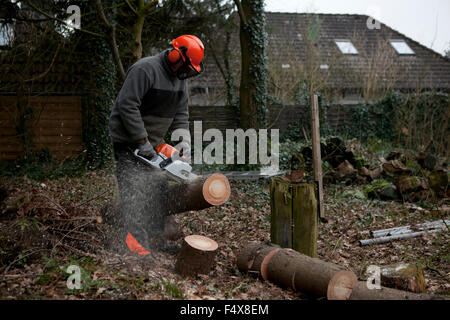 Un abete è elaborata a una foresta con una sega a nastro per legna da ardere Foto Stock