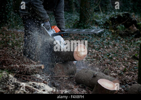 Un abete è elaborata a una foresta con una sega a nastro per legna da ardere Foto Stock