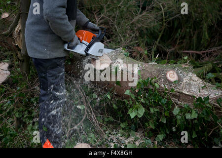 Un abete è elaborata a una foresta con una sega a nastro per legna da ardere Foto Stock