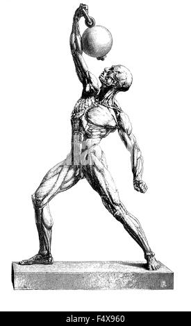 Anatomia umana la muscolatura, incisione vintage Foto Stock