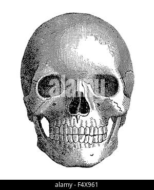 Anatomia - teschio umano, incisione vintage Foto Stock