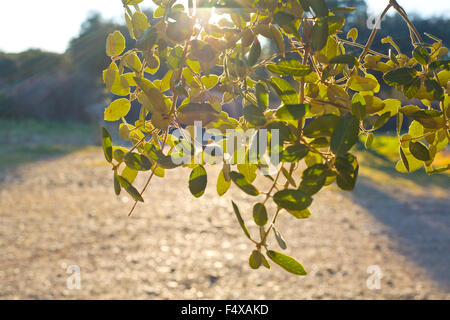 In primavera la luce del sole che splende attraverso il leccio foglie contro il sole, Estremadura, Spagna Foto Stock