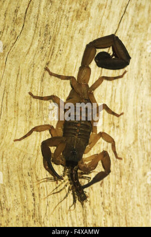 America centrale corteccia scorpion (centruroides bicolore) mangiare un centipede su un asse di legno a Monteverde, Costa Rica Foto Stock