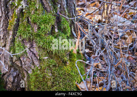 Tra un tappeto di foglie secche una crescita lussureggiante di Moss copre il fondo di questo tronco di albero. Foto Stock