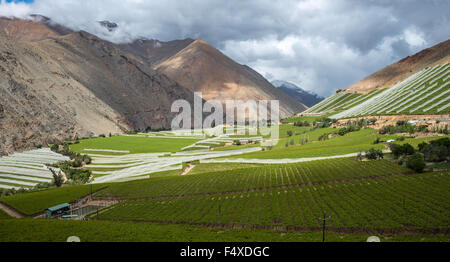 La molla vigna. Valle Elqui, Ande parte del Deserto di Atacama nella regione di Coquimbo, in Cile Foto Stock