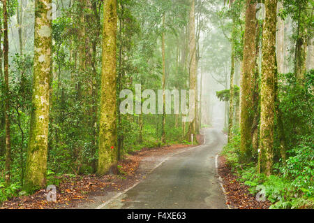 Strada stretta attraverso la fitta foresta pluviale nel Parco Nazionale di Lamington. Foto Stock