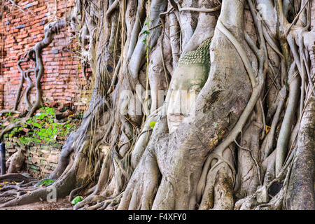 Testa di Buddha in banyan tree radici di Wat Mahathat in Ayutthaya, Thailandia. Foto Stock