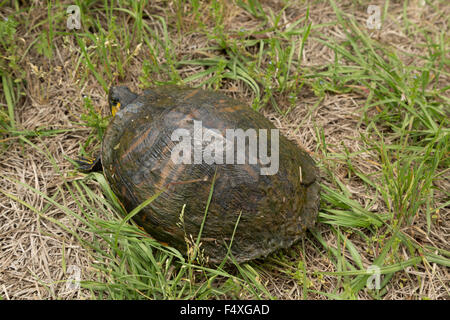 Un vicino la fotografia di un Orientale Tartaruga scatola nel selvaggio vicino a Savannah in Georgia. Foto Stock