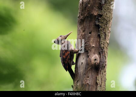 Arancio-backed Woodpecker (Reinwardtipicus validus) in Malesia Foto Stock