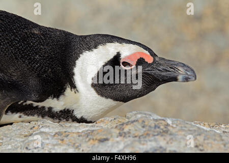 Ritratto di un pinguino africano (Spheniscus demersus), Western Cape, Sud Africa Foto Stock