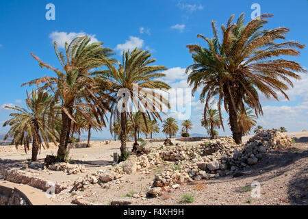 Le palme a Meghiddo national park - un lavoro UNESCO patrimonio dell'umanità, nel nord di Israele Foto Stock