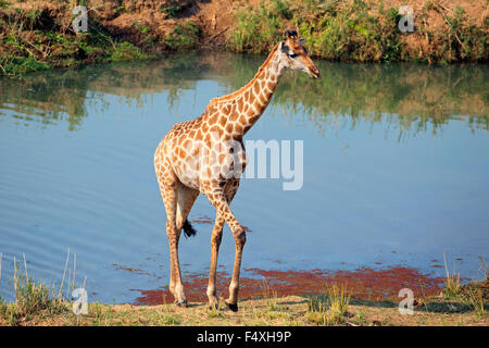Una giraffa (Giraffa camelopardalis) in habitat naturale, il Parco Nazionale Kruger, Sud Africa Foto Stock