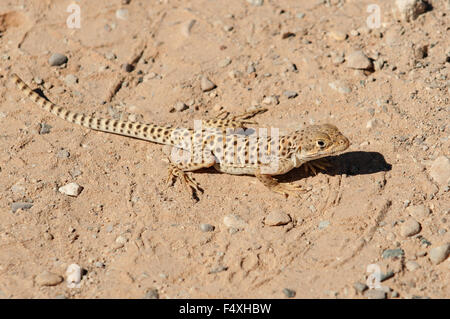 A becco lungo Lucertola di Leopard, Gambelia wislizenii, archi NP, Utah, Stati Uniti d'America Foto Stock