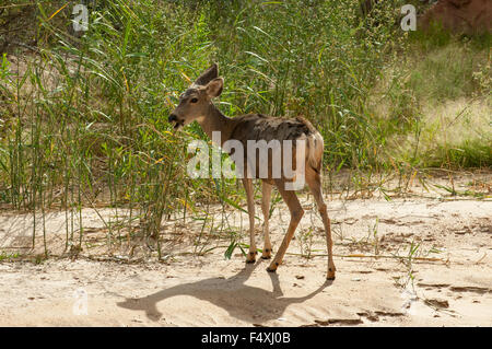 Mule Deer vicino alla grotta, Sion NP, Utah, Stati Uniti d'America Foto Stock