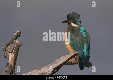 Kingfisher in Andalusia