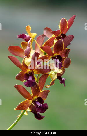 Orchid Dendrobium contro sfondo sfocato Foto Stock