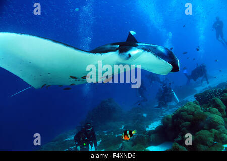 Manta Ray (Manta Birostris) avvicinamento strettamente con i subacquei in background. Komodo, Indonesia Foto Stock