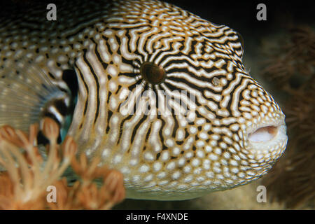 Close-up di una mappa Pufferfish (Arothron Mappa). Komodo, Indonesia Foto Stock