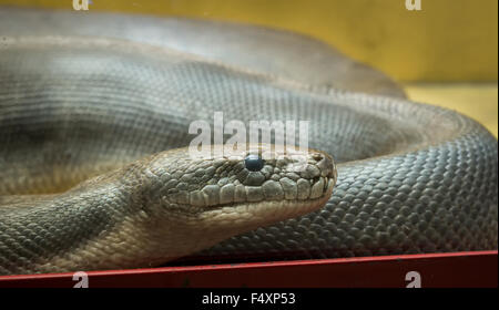 Python nel terrarium Foto Stock