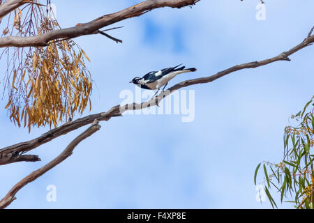 La Gazza-lark (Grallina cyanoleuca), Western Australia. Foto Stock