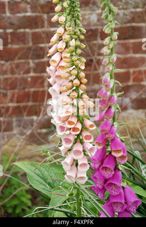 Foxglove fiori comuni di Digitalis purpurea a Hampton Court Palace Royal Gardens, Londra, Inghilterra Foto Stock