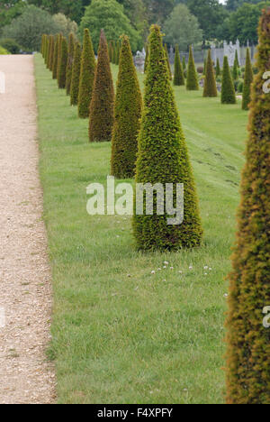 Ammenda rifilato tagliare i picchi di topiaria da pungenti hedge a Hampton Court Gardens, Londra Inghilterra Foto Stock