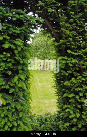 Finestre a forma di siepe rifilato topiaria da muro a Hampton Court Palace a Londra, Inghilterra Foto Stock