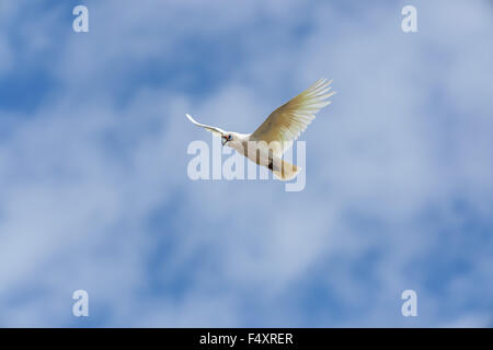 Western corella (Cacatua pastinator pastinator) o Western lungo fatturati Corella. Foto Stock