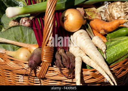 Ortaggi' diverse specie nel cestello in giardino Foto Stock