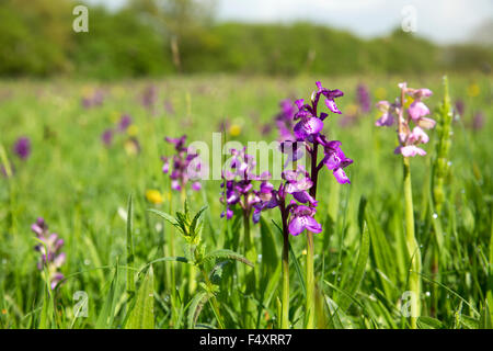 Verde Orchidea alato; Orchis morio in fiore; Clarkes Piscina Prato; Gloucestershire, Regno Unito Foto Stock