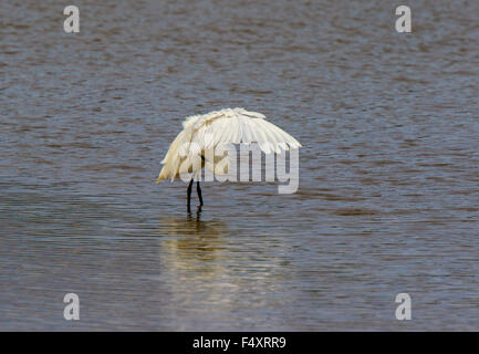 Garzetta Egretta garzetta preening in acque poco profonde a Blacktoft Sands Foto Stock