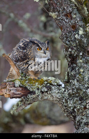 Gufo reale; Bubo bubo Single Captive;Devon, Regno Unito Foto Stock