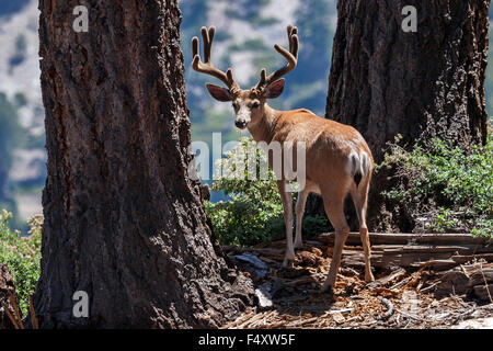 Mule Deer (Odocoileus hemionus), maschio, Sentinel Dome, Yosemite National Park, California, Stati Uniti d'America Foto Stock