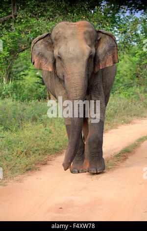 Il governo dello Sri Lanka elephant (Elephas maximus maximus), Adulto, maschio, passeggiate, Udawalawe parco nazionale dello Sri Lanka Foto Stock