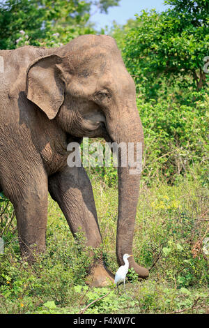 Il governo dello Sri Lanka elephant (Elephas maximus maximus), Adulto, maschio, foraggio, Udawalawe parco nazionale dello Sri Lanka Foto Stock