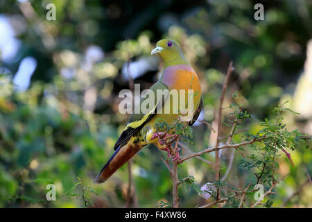 Orange-breasted piccione verde (Treron bicincta leggei), Adulto sul belvedere e Udawalawe parco nazionale dello Sri Lanka Foto Stock