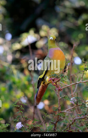 Orange-breasted piccione verde (Treron bicincta leggei), Adulto sul belvedere e Udawalawe parco nazionale dello Sri Lanka Foto Stock