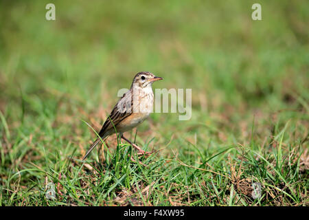 Orientare allodola Alauda (gulgula), Adulto, avviso nell'erba, Bundala National Park, Sri Lanka Foto Stock